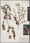 Salix aurita L. x Salix repens L.